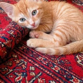 котята
