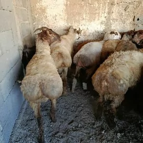 goýn