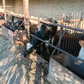 galasteyin okuz