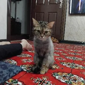 кошка