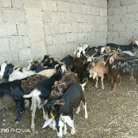 Geçi