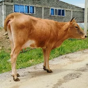 tohum Gölely sygyr