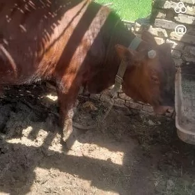 öküz