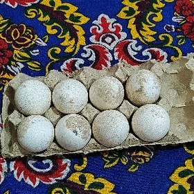 induk yumurtga