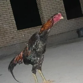 Baysok