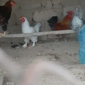 horazlar