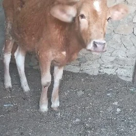 tuwe