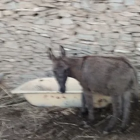 eşek