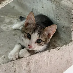 котенок