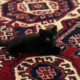 шотландски котёнок