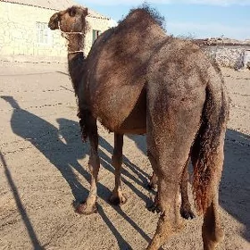 Köşekli düýe