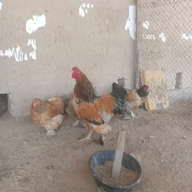 brama golt brama ak