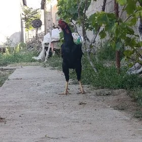 horaz