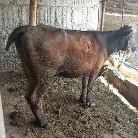 Sygyr