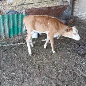 Göleli sygyr