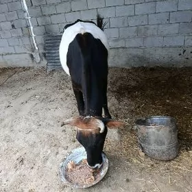 yaş tuweyaş Tuwe