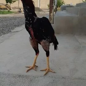 horoz