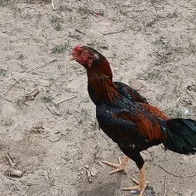 Horaz