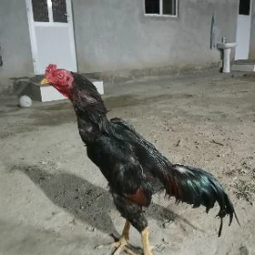 хораз