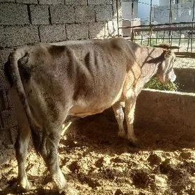 göleli sygyr