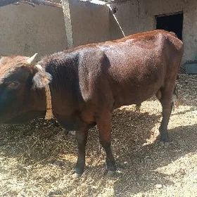 öküz
