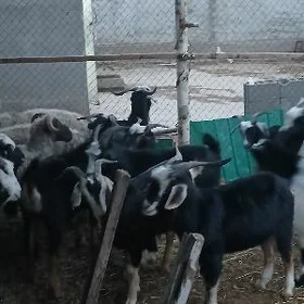 goyun geci