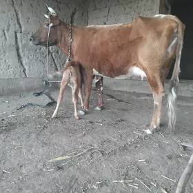 tanaly sygyr