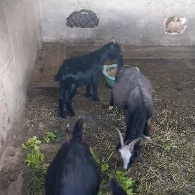 erkeç dog çabiş çewiş