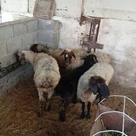 işek.tokly.berre