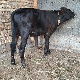GIBRIT TOHUM OKUZ