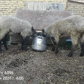 goç
