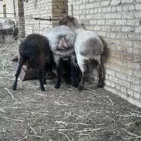 кочкарлар