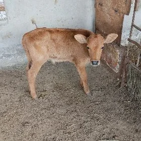 göle oküzce