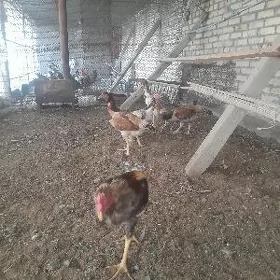 Байсок товуклар