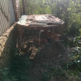 towuk ketek