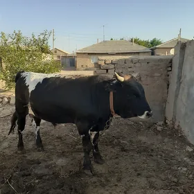 öküz