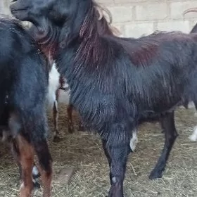 gurbanlyk geci
