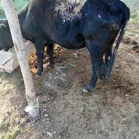 bakylan tüwe