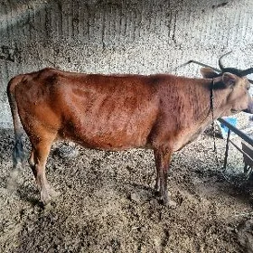Bogaz sygyr