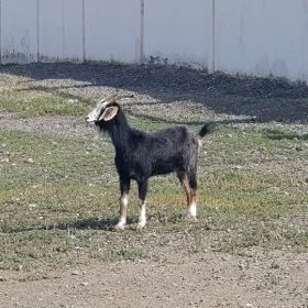 GEÇI DOG