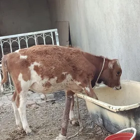 okuzce