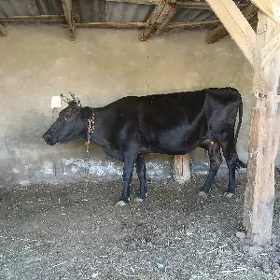 Bogaz sygyr