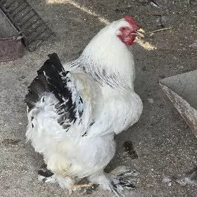 BRAHMA