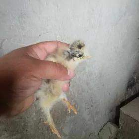 брой жуже