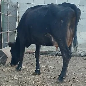 Gololi sygyr şiwes