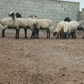 Goyun işşek