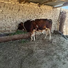 meydan okuz 2 sany