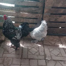 Brama horaz