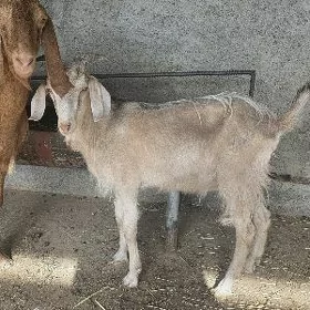 Turk teke