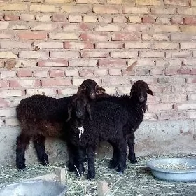 Guzular 3 sany